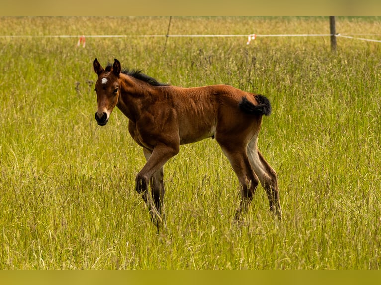 Deutsches Sportpferd Hengst  175 cm Brauner in Oberthulba