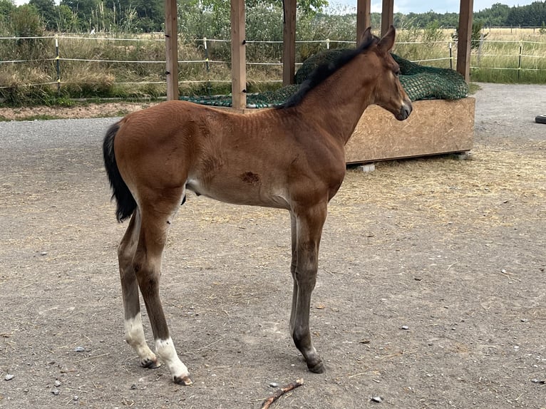 Deutsches Sportpferd Hengst  175 cm Brauner in Oberthulba