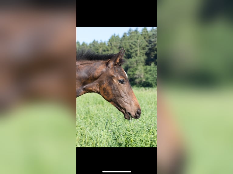 Deutsches Sportpferd Hengst  175 cm Dunkelbrauner in Brigachtal