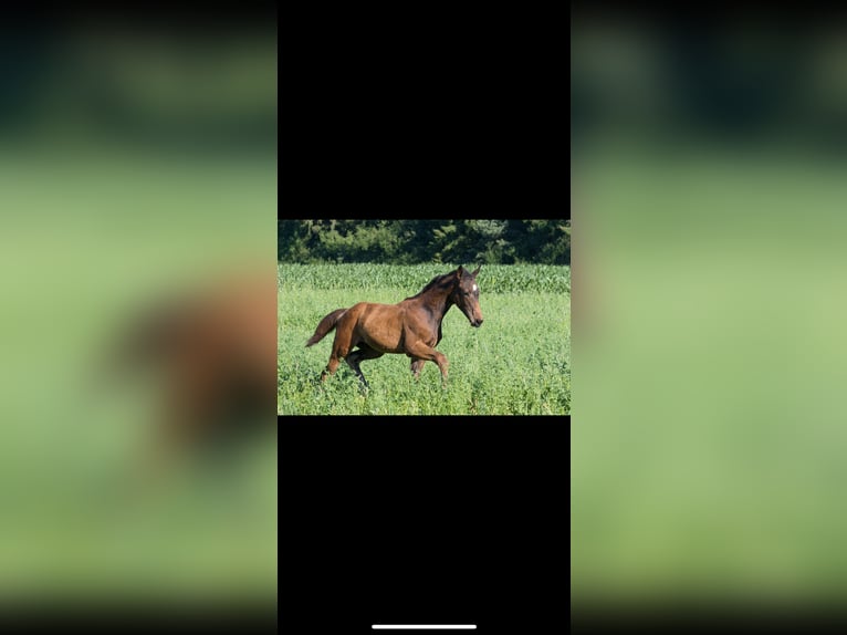 Deutsches Sportpferd Hengst  175 cm Dunkelbrauner in Brigachtal