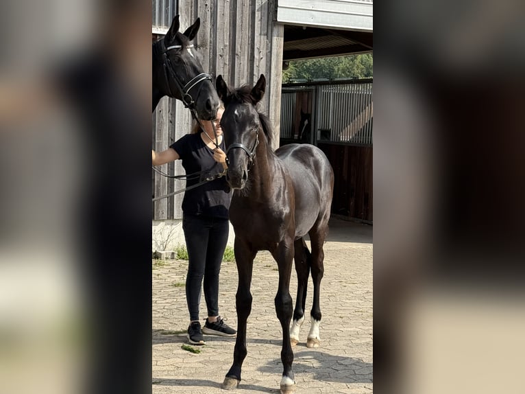 Deutsches Sportpferd Hengst Fohlen (04/2025) 175 cm Rappe in Sachsen