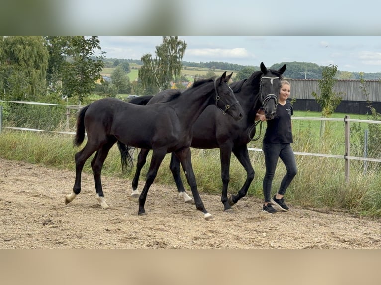 Deutsches Sportpferd Hengst Fohlen (04/2025) 175 cm Rappe in Sachsen