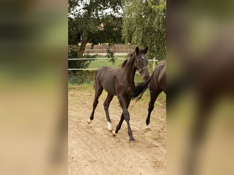Deutsches Sportpferd Hengst Fohlen (04/2025) 175 cm Rappe in Sachsen