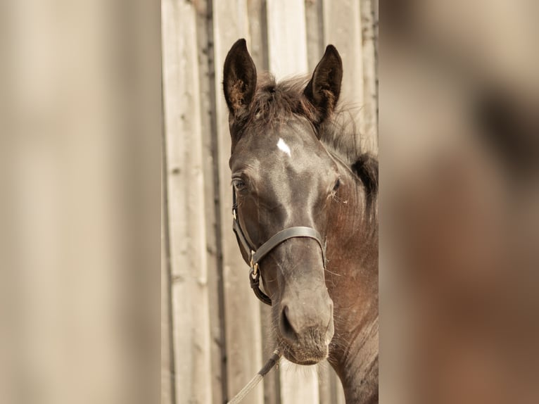 Deutsches Sportpferd Hengst Fohlen (04/2025) 175 cm Rappe in Sachsen