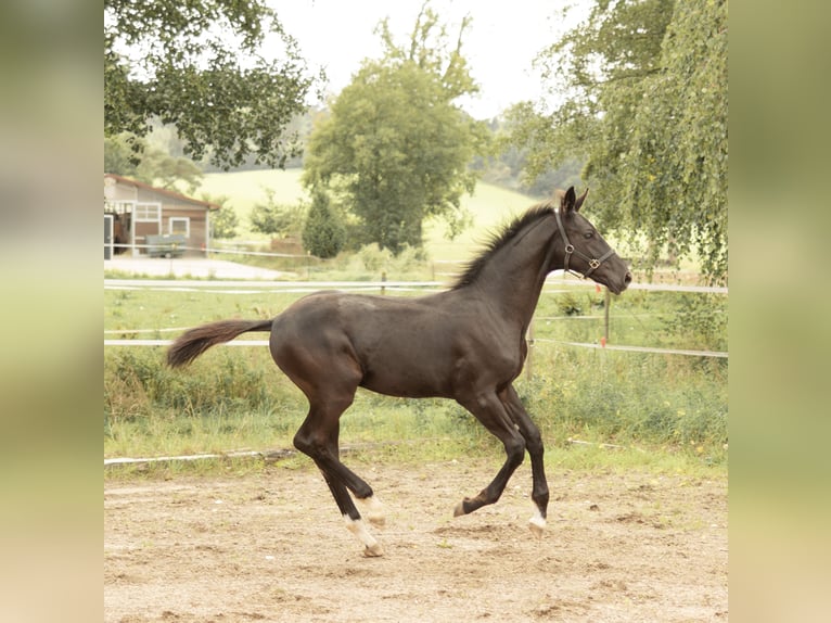 Deutsches Sportpferd Hengst Fohlen (04/2025) 175 cm Rappe in Sachsen