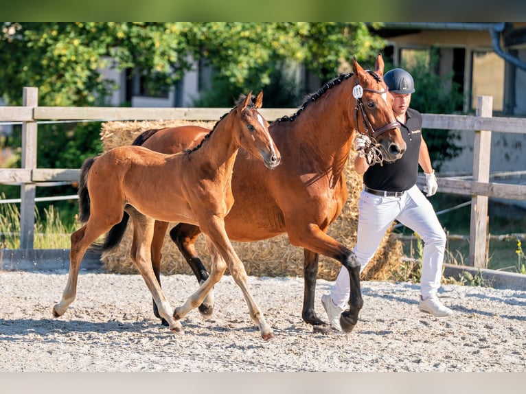 Deutsches Sportpferd Hengst Fohlen (04/2026) 180 cm Brauner in Wiesloch