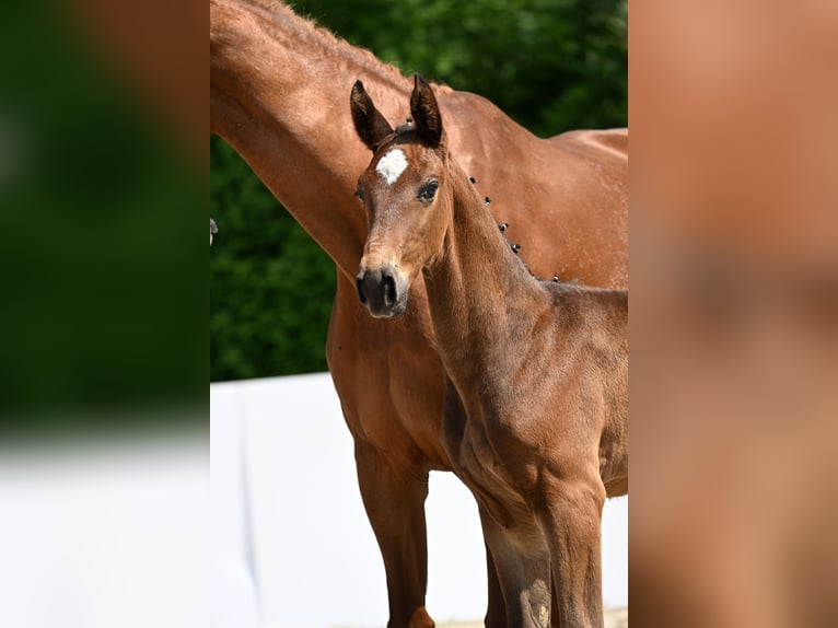 Deutsches Sportpferd Hengst  Brauner in Aalen