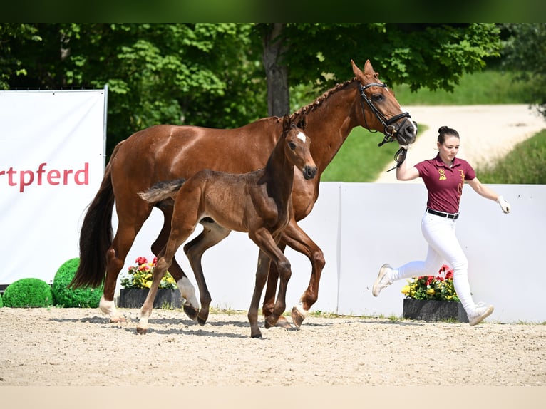 Deutsches Sportpferd Hengst  Brauner in Aalen
