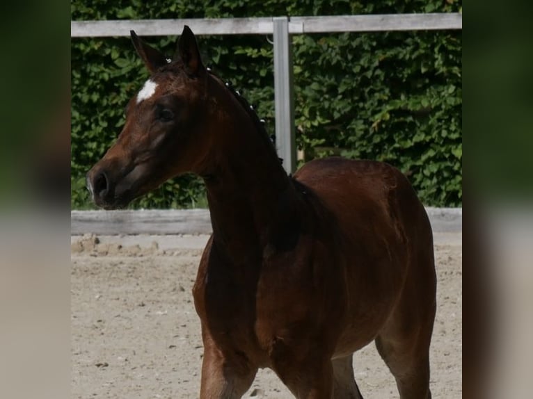Deutsches Sportpferd Hengst  Brauner in Augustusburg