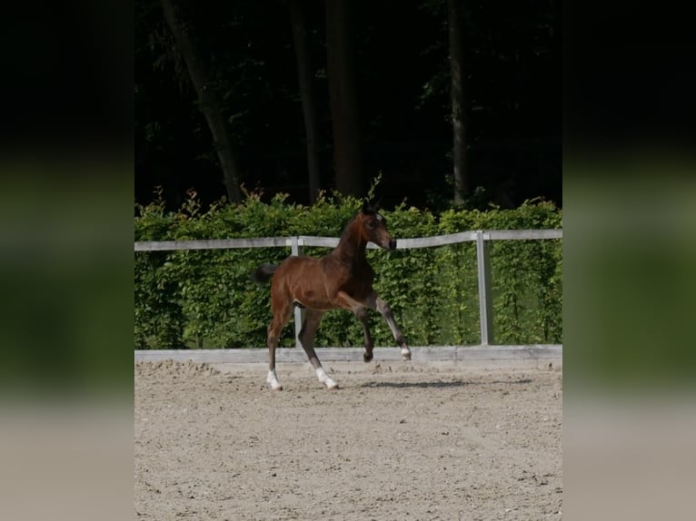 Deutsches Sportpferd Hengst  Brauner in Augustusburg