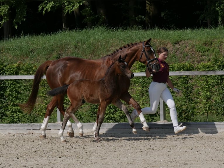 Deutsches Sportpferd Hengst  Brauner in Augustusburg