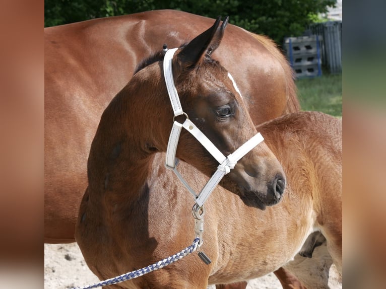 Deutsches Sportpferd Hengst  Brauner in Augustusburg