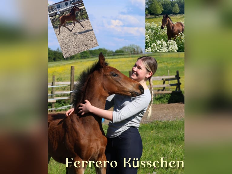 Deutsches Sportpferd Hengst Fohlen (03/2026) Brauner in Berg