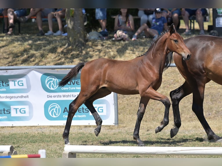 Deutsches Sportpferd Hengst Fohlen (03/2026) Brauner in Berg