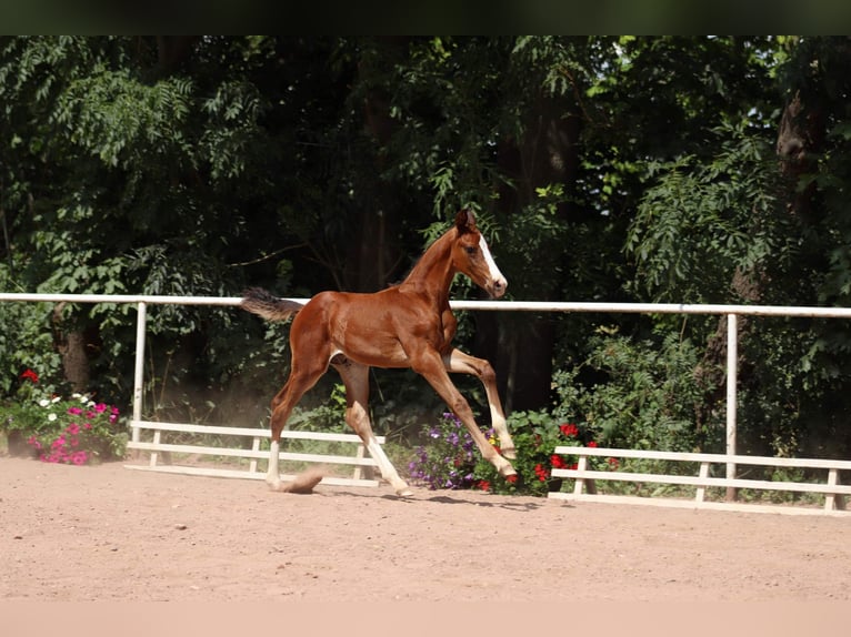 Deutsches Sportpferd Hengst Fohlen (06/2024) Brauner in Moritzburg