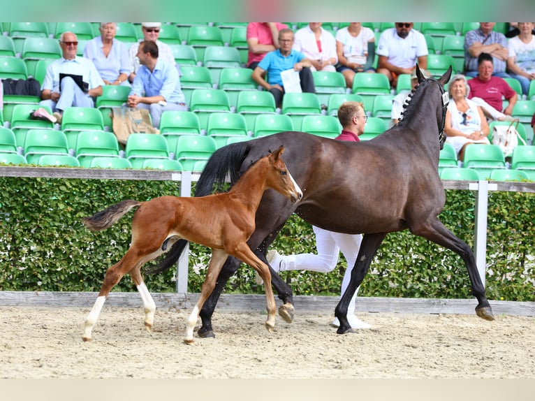 Deutsches Sportpferd Hengst Fohlen (06/2024) Brauner in Moritzburg