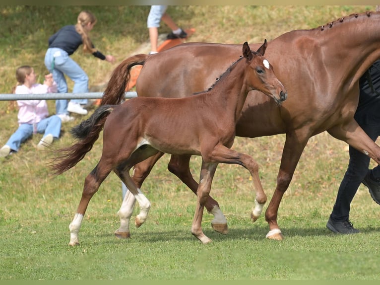 Deutsches Sportpferd Hengst Fohlen (05/2025) Brauner in Gomadingen