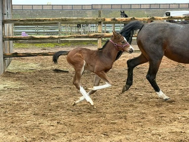 Deutsches Sportpferd Hengst Fohlen (04/2026) Brauner in Kleinlangheim