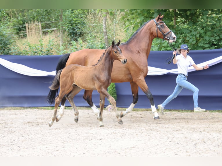 Deutsches Sportpferd Hengst Fohlen (04/2026) Brauner in Niederstetten