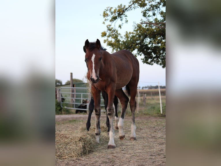 Deutsches Sportpferd Hengst Fohlen (05/2025) Brauner in Hohenhameln