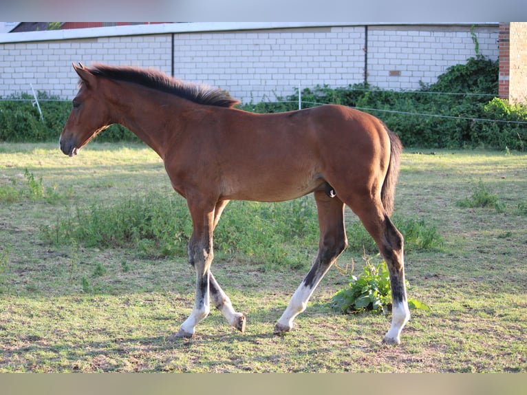 Deutsches Sportpferd Hengst Fohlen (05/2025) Brauner in Hohenhameln