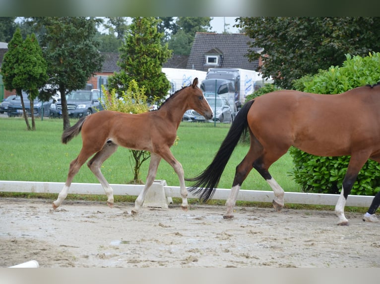Deutsches Sportpferd Hengst Fohlen (05/2025) Brauner in Hohenhameln