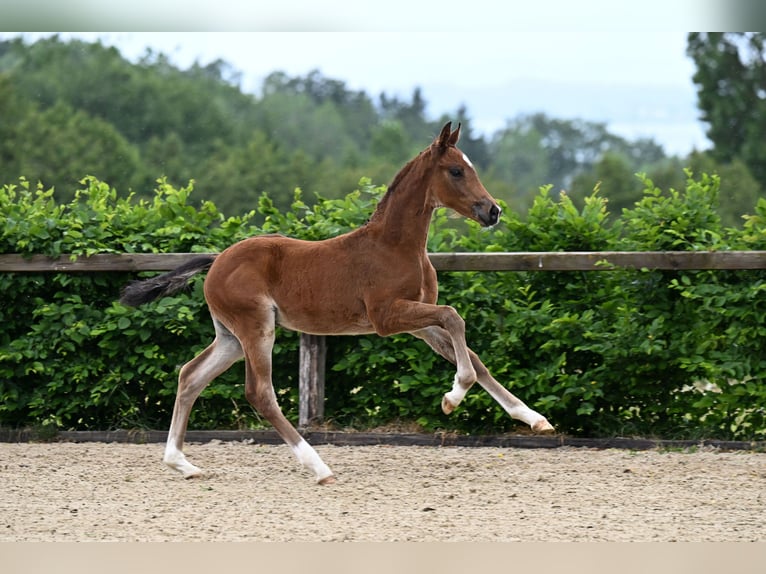 Deutsches Sportpferd Hengst Fohlen (04/2026) Brauner in Starnberg