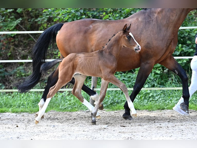 Deutsches Sportpferd Hengst Fohlen (07/2024) Brauner in Niederstetten