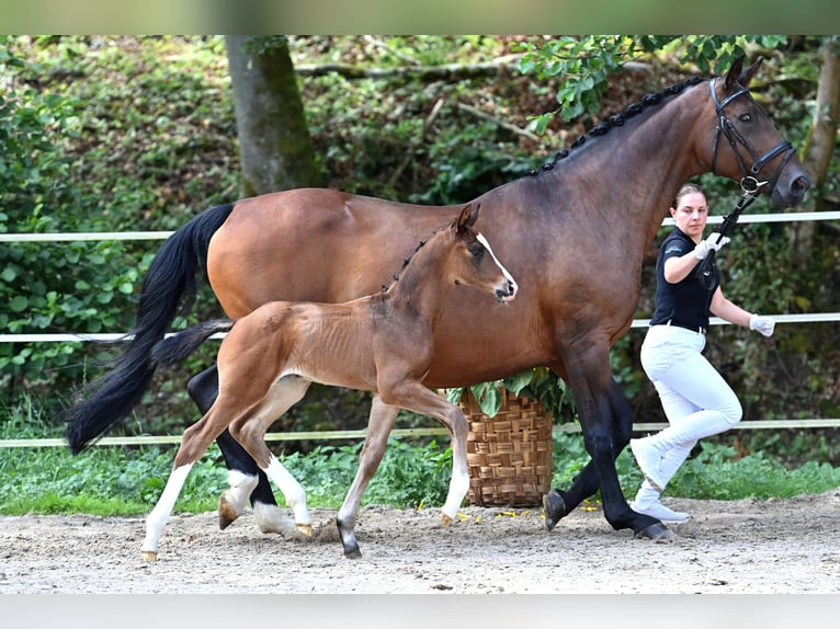 Deutsches Sportpferd Hengst Fohlen (07/2024) Brauner in Niederstetten