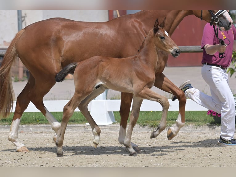 Deutsches Sportpferd Hengst Fohlen (05/2025) Brauner in H&#xFC;tschenhausen