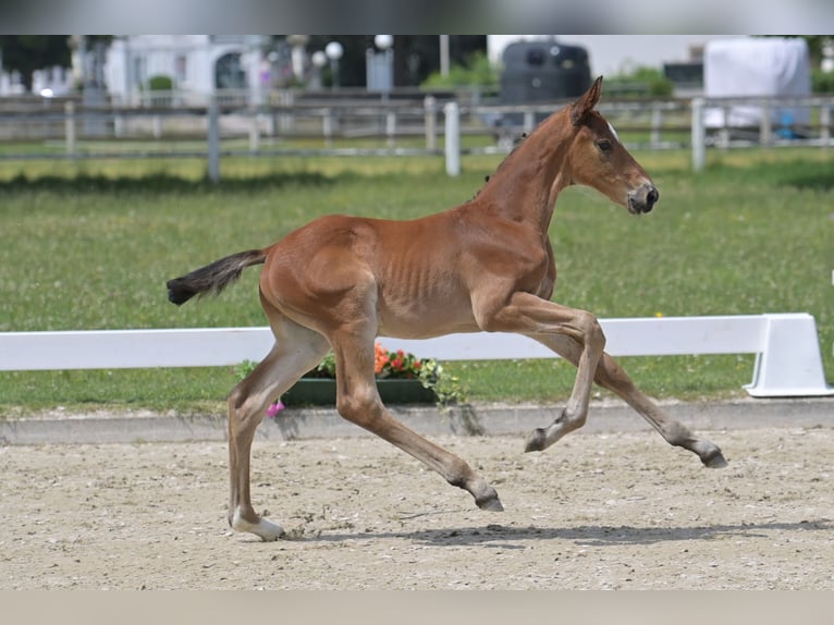 Deutsches Sportpferd Hengst  Brauner in H&#xFC;tschenhausen