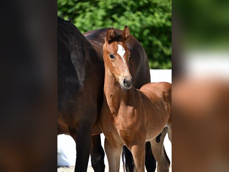 Deutsches Sportpferd Hengst Fohlen (05/2025) Brauner in Fronhofen