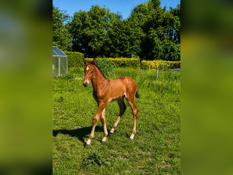 Deutsches Sportpferd Hengst Fohlen (05/2026) Brauner in Creuzburg