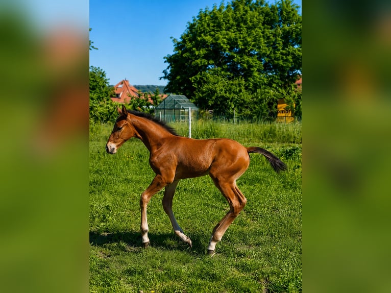 Deutsches Sportpferd Hengst Fohlen (05/2026) Brauner in Creuzburg