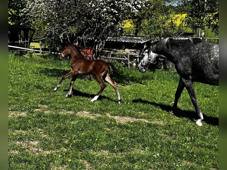 Deutsches Sportpferd Hengst  Brauner in Neißeaue