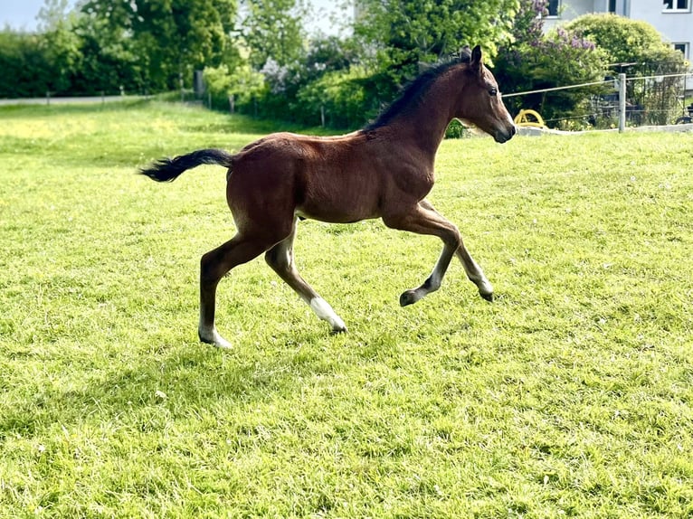 Deutsches Sportpferd Hengst  Brauner in Neißeaue