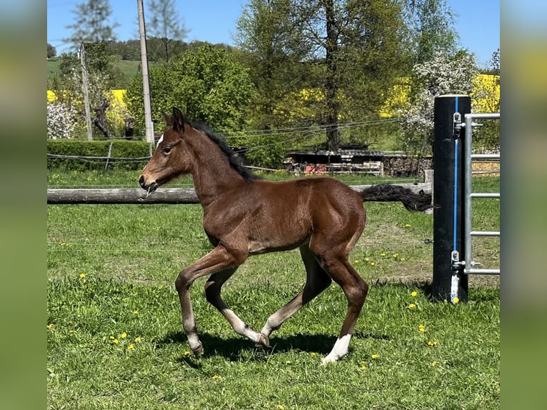 Deutsches Sportpferd Hengst  Brauner in Neißeaue