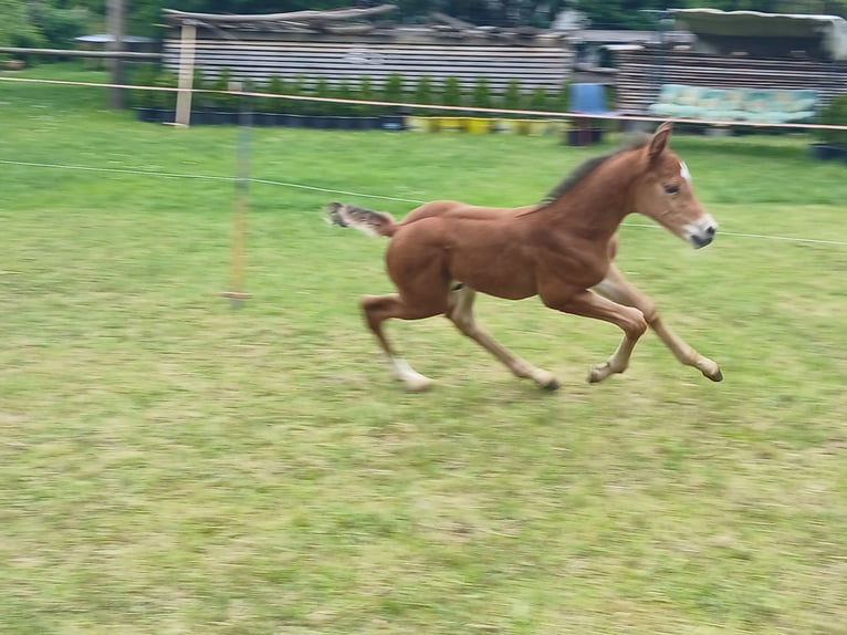 Deutsches Sportpferd Hengst  Brauner in Sonnewalde