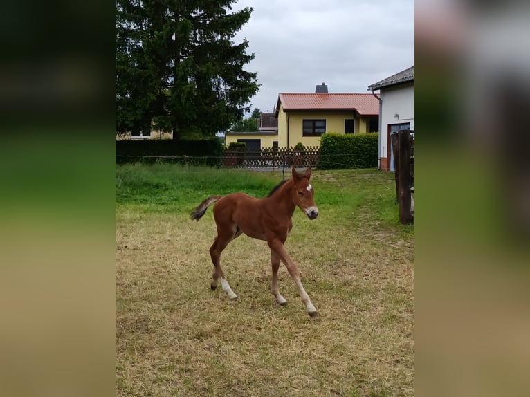 Deutsches Sportpferd Hengst  Brauner in Sonnewalde