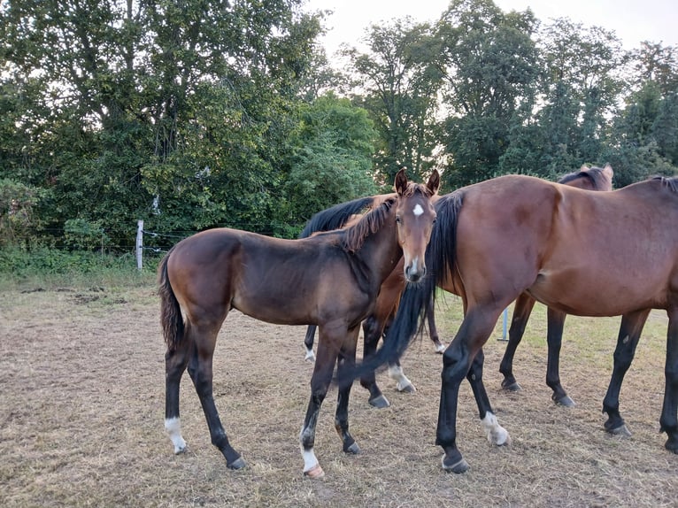 Deutsches Sportpferd Hengst  Brauner in Sonnewalde