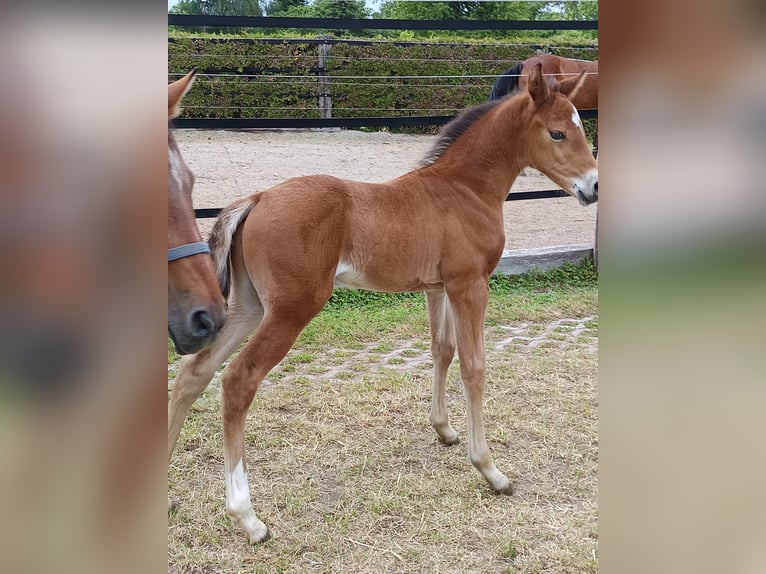 Deutsches Sportpferd Hengst  Brauner in Sonnewalde