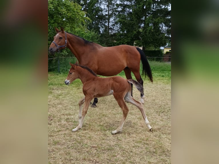 Deutsches Sportpferd Hengst  Brauner in Sonnewalde
