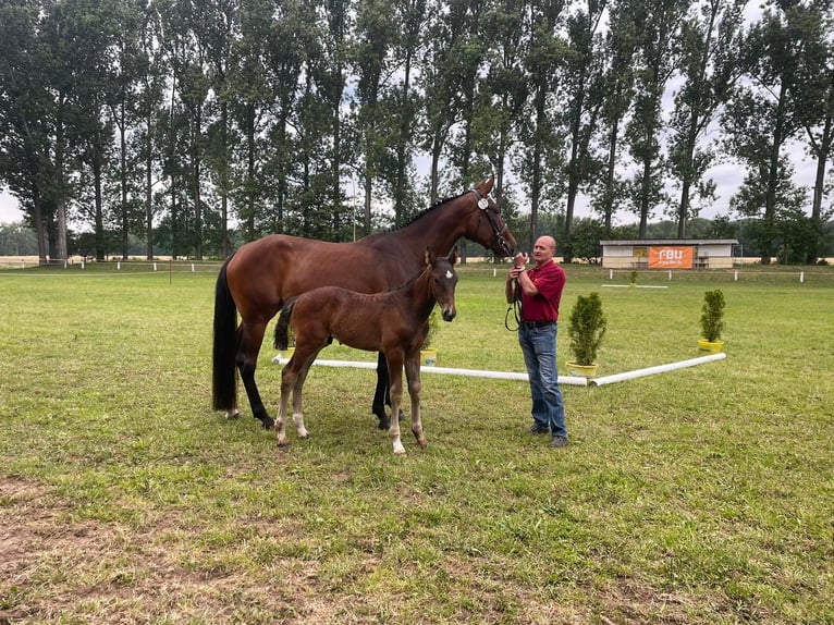 Deutsches Sportpferd Hengst  Brauner in Sonnewalde