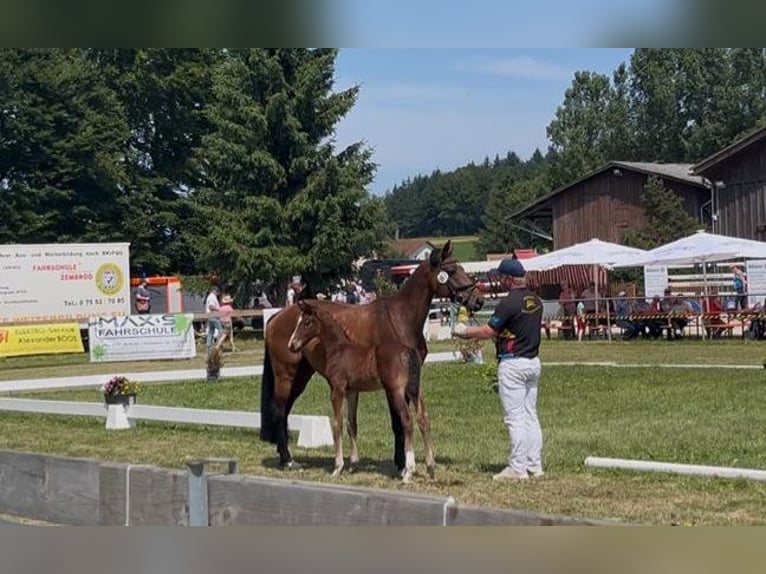 Deutsches Sportpferd Hengst Brauner in Gammertingen Deutsches Sportpferd Hengst Brauner in Gammertingen