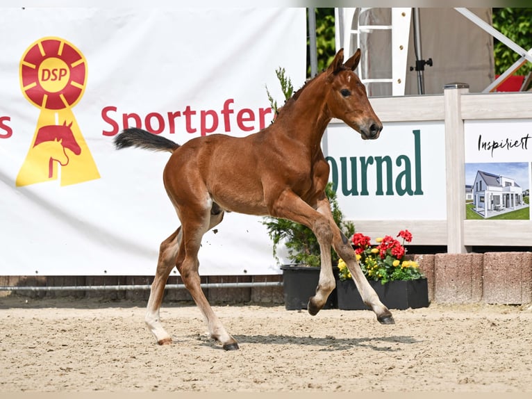 Deutsches Sportpferd Hengst Fohlen (05/2025) Brauner in Gomadingen