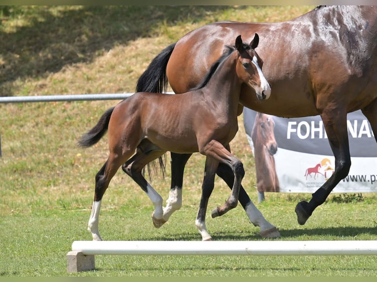 Deutsches Sportpferd Hengst Fohlen (04/2025) Brauner in Gomadingen