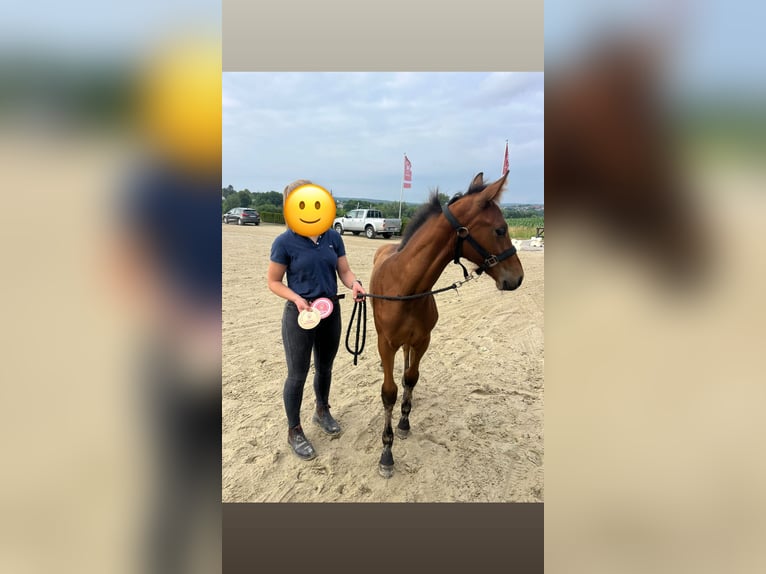 Deutsches Sportpferd Hengst Fohlen (03/2025) Brauner in H&#xF6;xter
