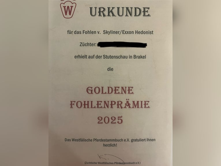 Deutsches Sportpferd Hengst Fohlen (03/2025) Brauner in H&#xF6;xter