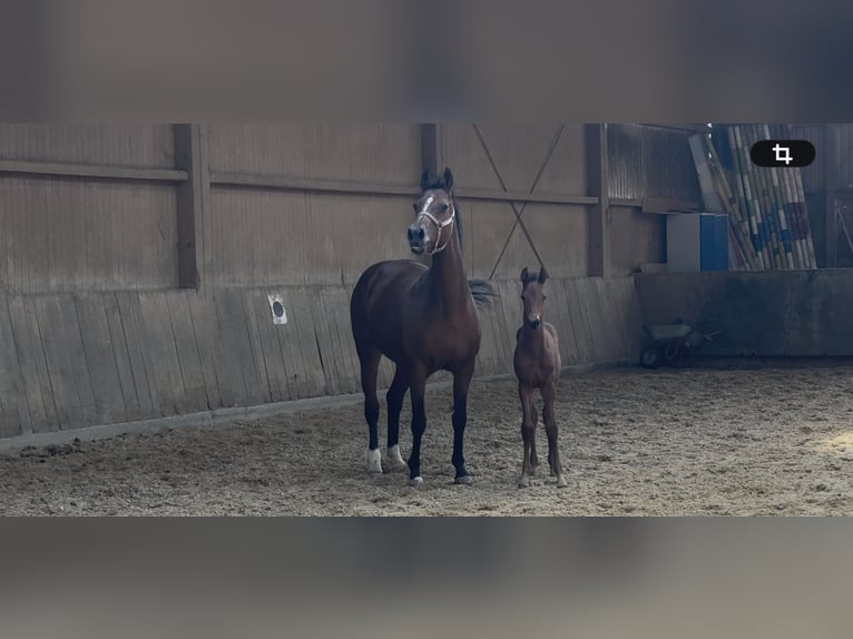 Deutsches Sportpferd Hengst Fohlen (07/2026) Brauner in Römerstein Donnstetten