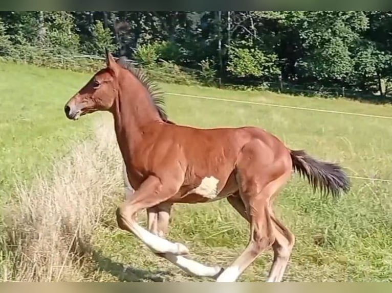 Deutsches Sportpferd Hengst Fohlen (06/2025) Brauner in Oberzent